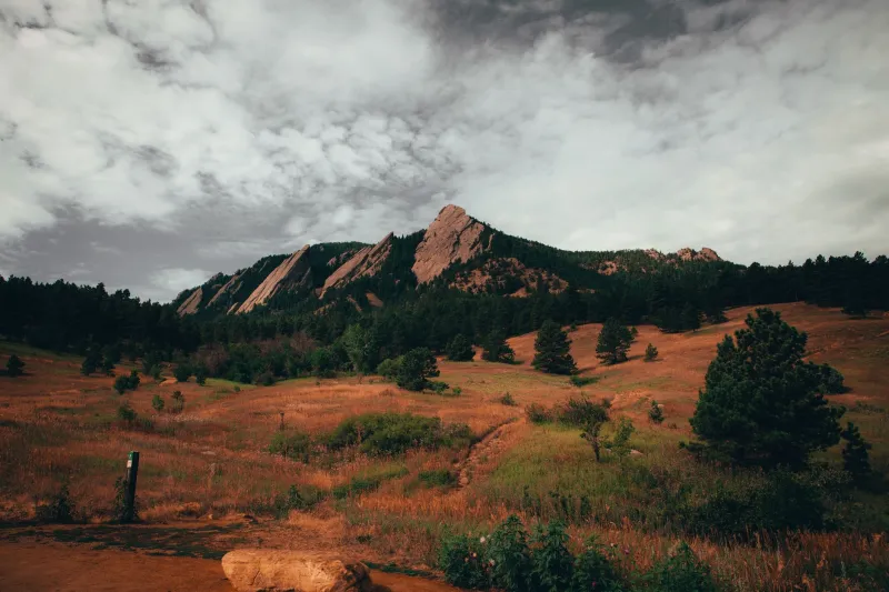 Same Street, Totally Different Trees: How Boulder's Microclimates Are Running the Show