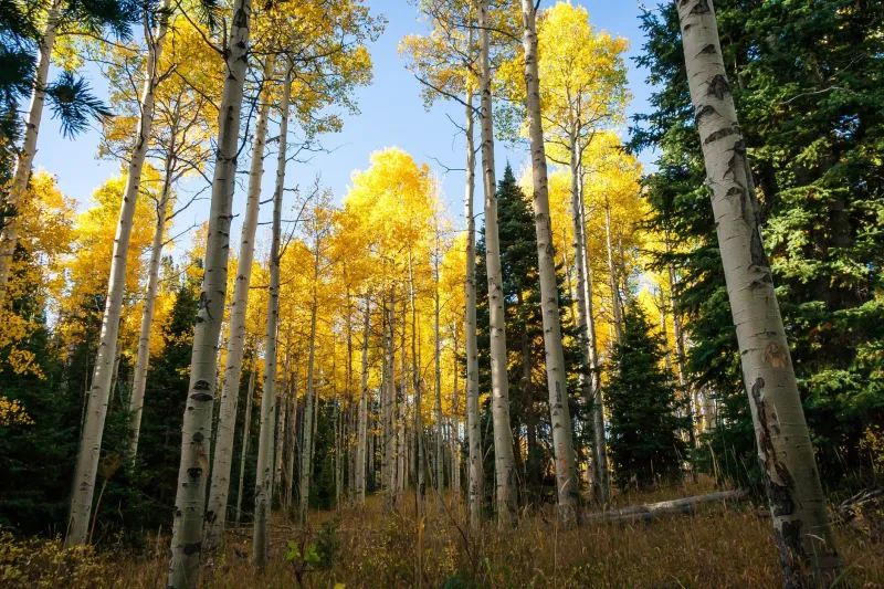 Aspen Gold and Maple Red Come at a Price: What Boulder Homeowners Actually Spend on Fall Color Trees