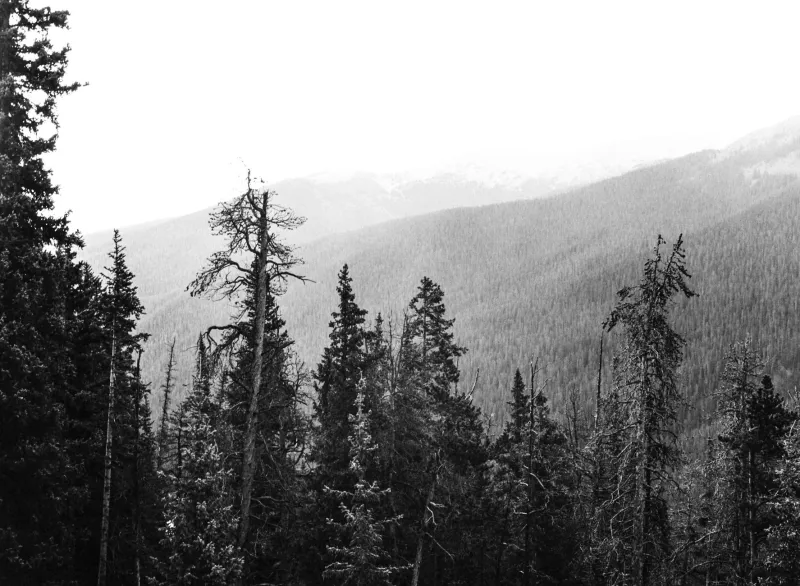 When More Trees Means Fewer Healthy Trees: The Case for Thinning Your Boulder Property
