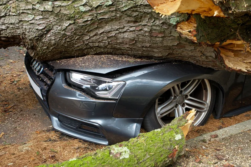 What Your Homeowner's Insurance Won't Tell You About Fallen Trees (Until It's Too Late)