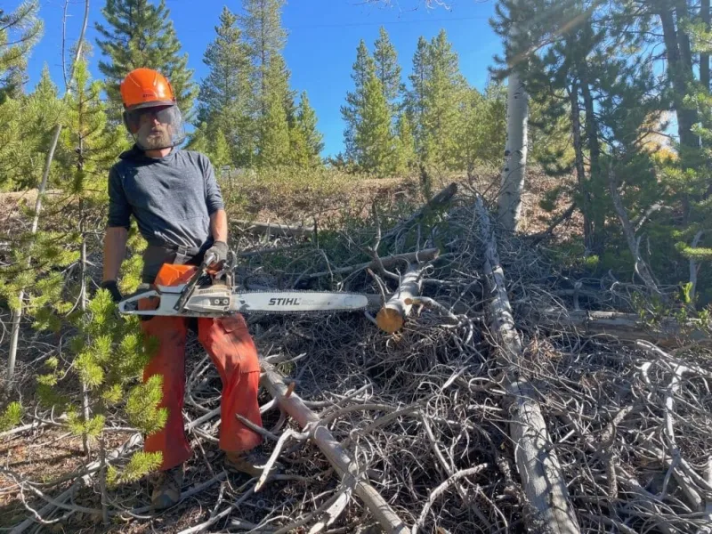 Think Twice Before You Chainsaw: The Real Price of DIY Tree Removal in Boulder