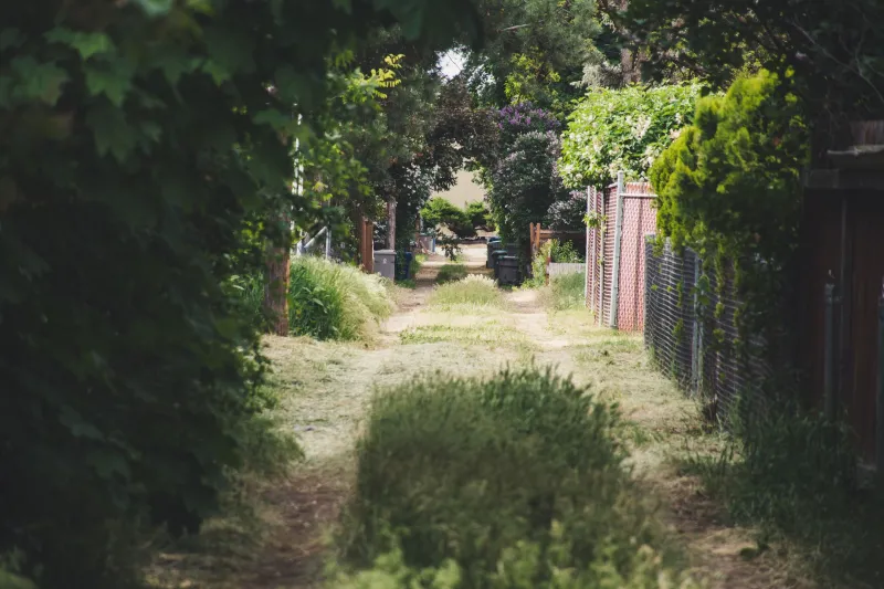 Your Yard Is Getting Darker Every Year—And Your Trees Are the Reason