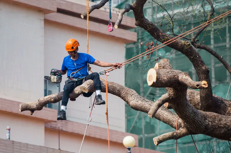 Why Your Arborist Keeps Recommending Branch Removal (And Why They're Right)
