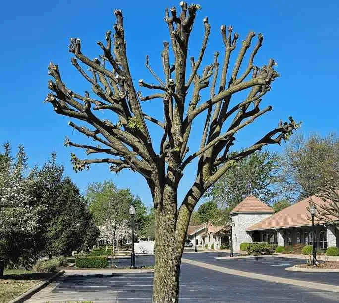 Why 'Topping' Your Tree Is Actually Slowly Killing It